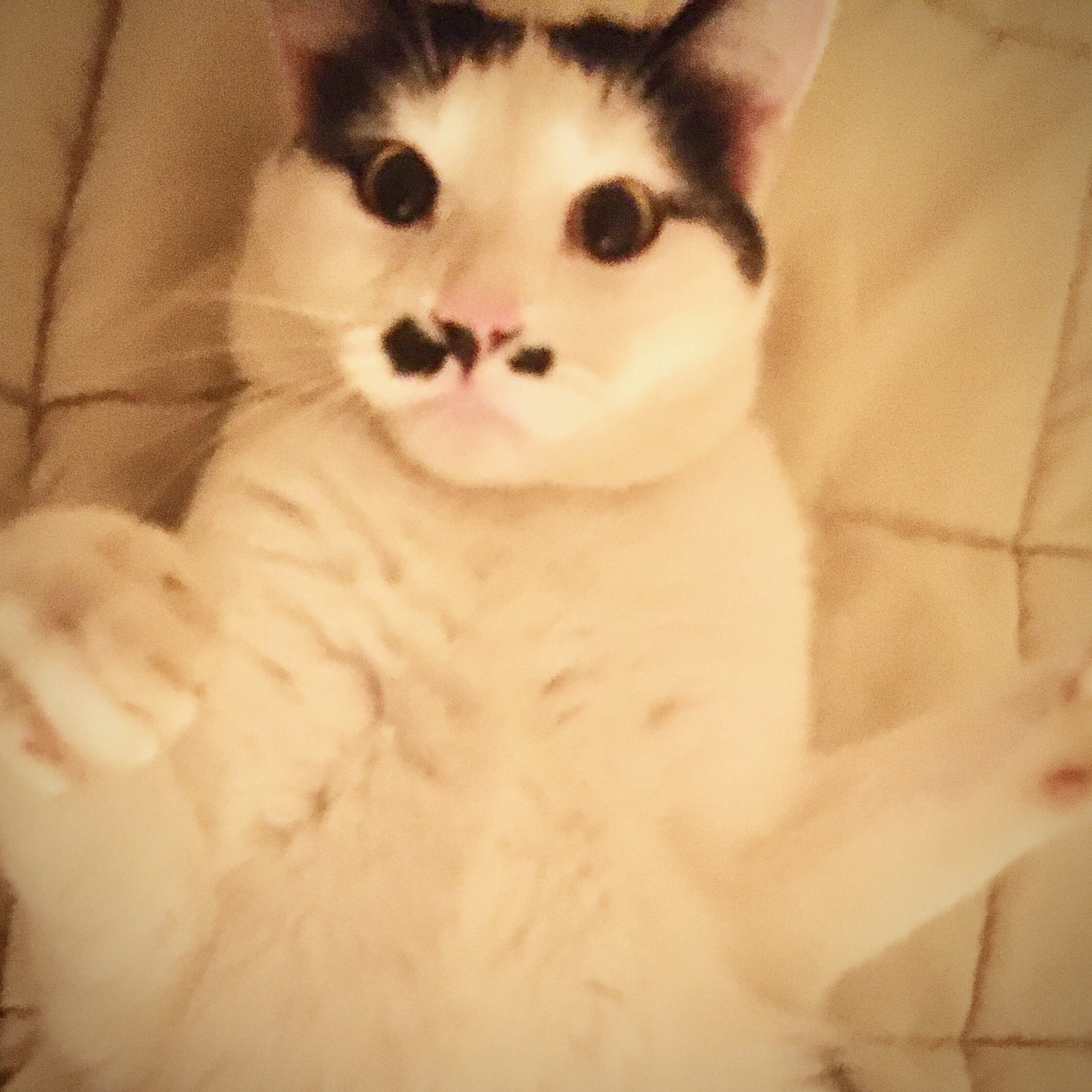 L'il Kitler